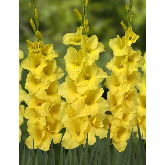 Gladiolas Yellowa 12/14 60gab