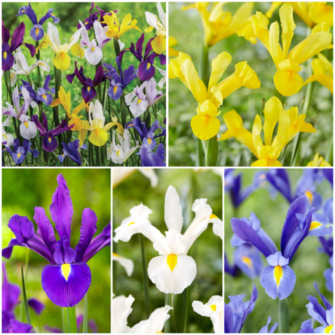 Īrisi Holandes Izlase 8/+ 5šķ. 500gab