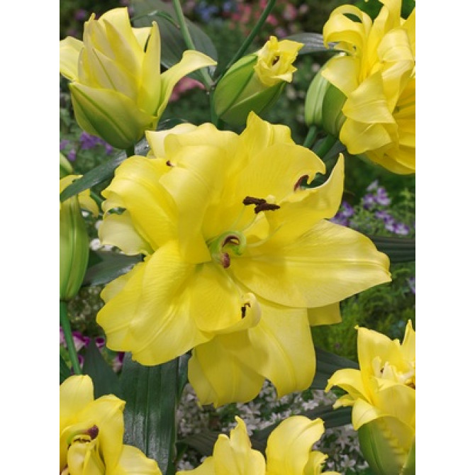 Lilijas pildītās EXOTIC SUN 18/20 16gab