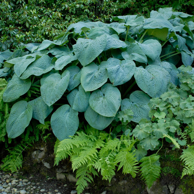 Hostas Blue Angel 8gab