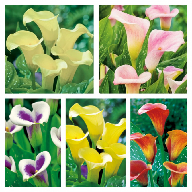 Kallas izlase Nr.2 18/20 50gab