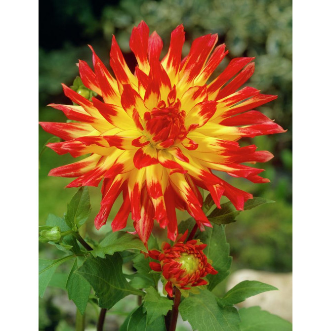 Dālijas kaktusziedu Vuurvogel 8gab