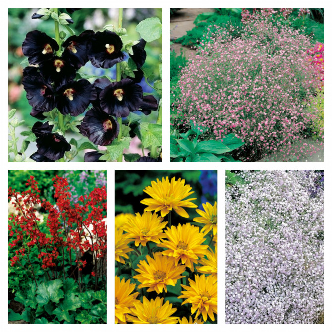 Zemciešu izlase Nr.2 20 gab