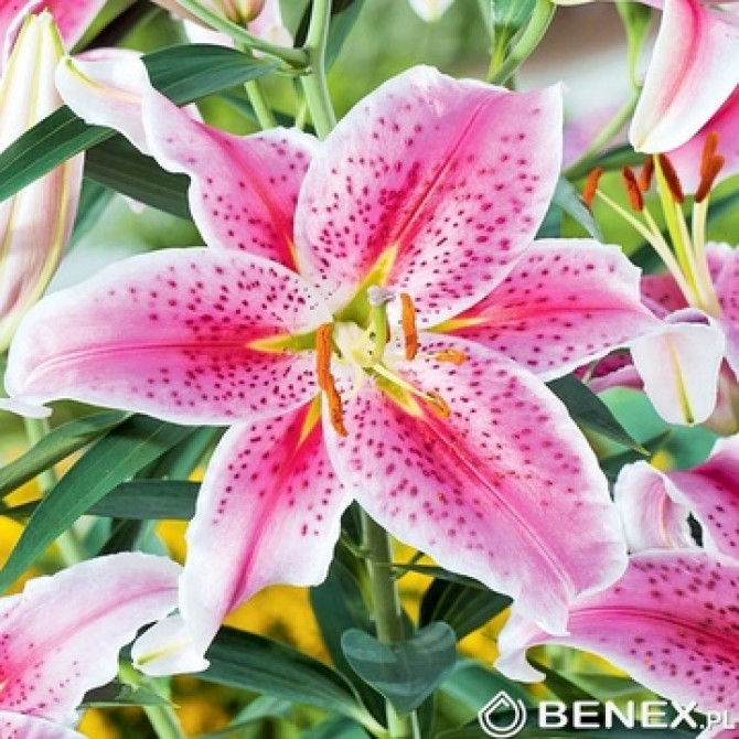 Lilijas Austrumu Stargazer 18/20 16gab