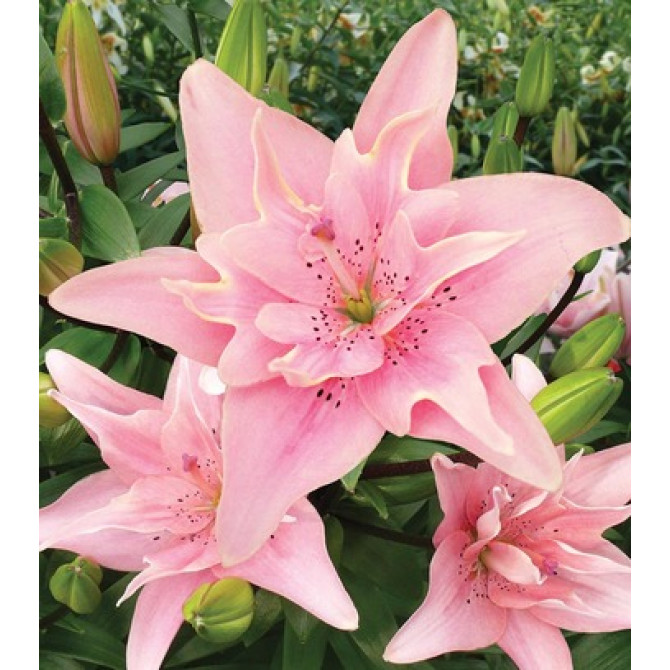 Lilijas Āzijas pildītās ELODIE 16/18 20gab