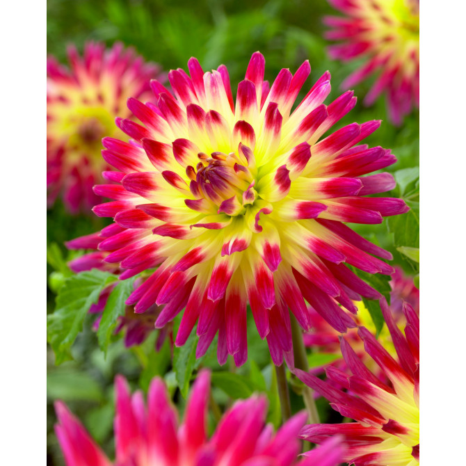 Dālijas kaktusziedu Tahiti Sunrise 8gab