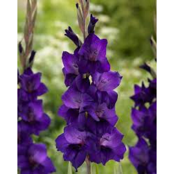 Gladiolas lielziedu Purple Flora 12/14 60gab