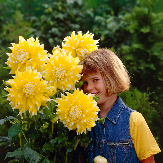 Dālijas Grand Prix 8gab