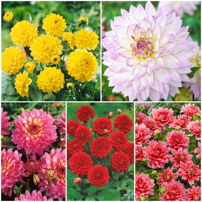 Dālijas zemās dekoratīvās Izlase Nr.6 5šķ.40gab