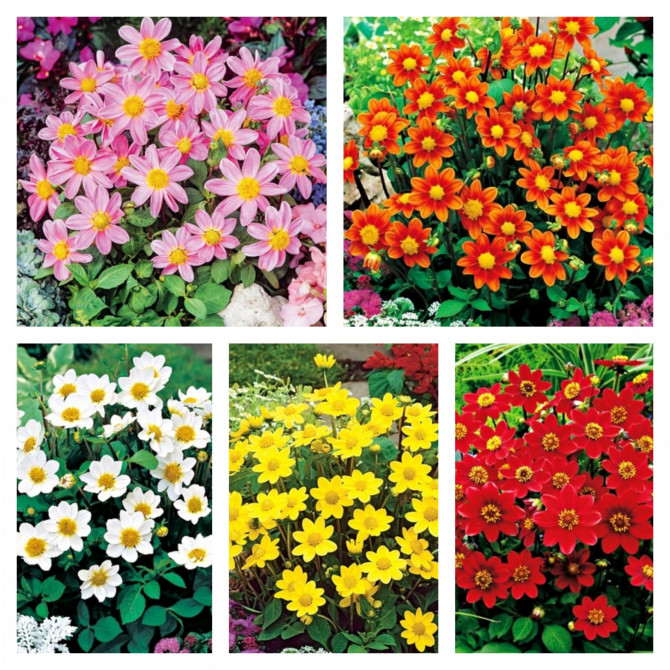 Dālijas zemās Izlase 5šķ.20gab