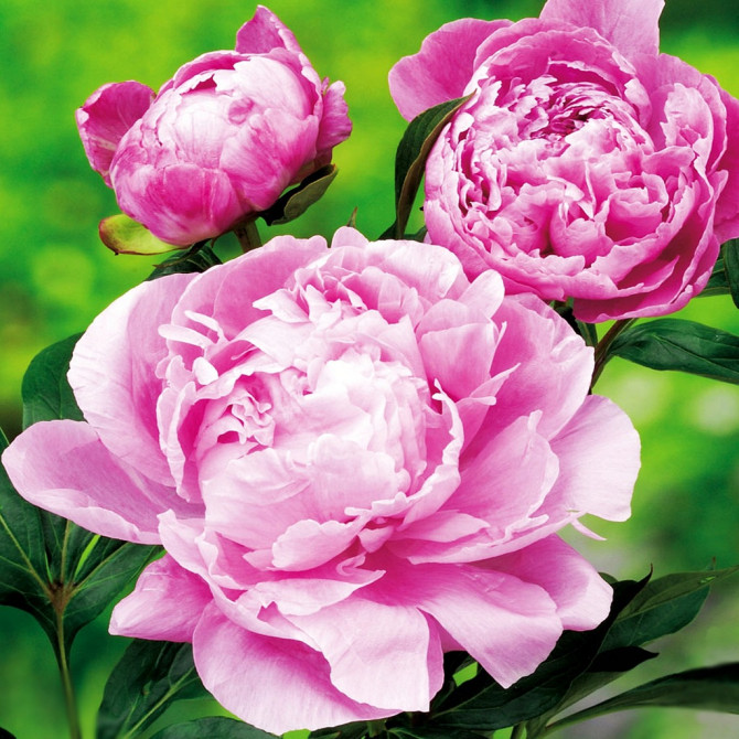 Peonijas Dr. ALEX FLAMMING 8gab