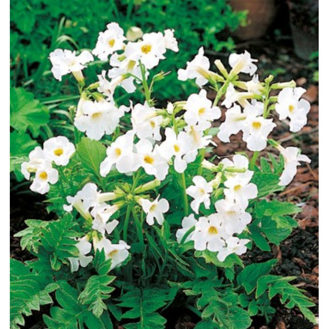 Inkarvillejas Baltas 8gab