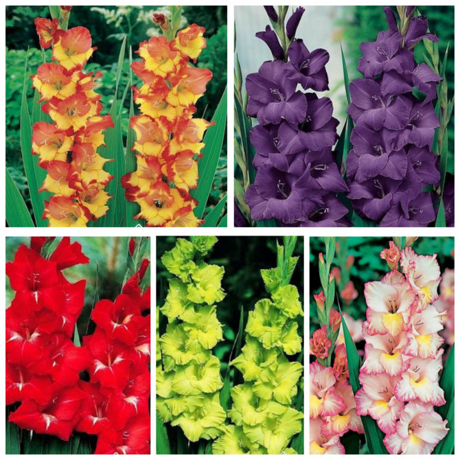 Gladiolas XXL Izlase 2 16/+ 5šķ. 100gab