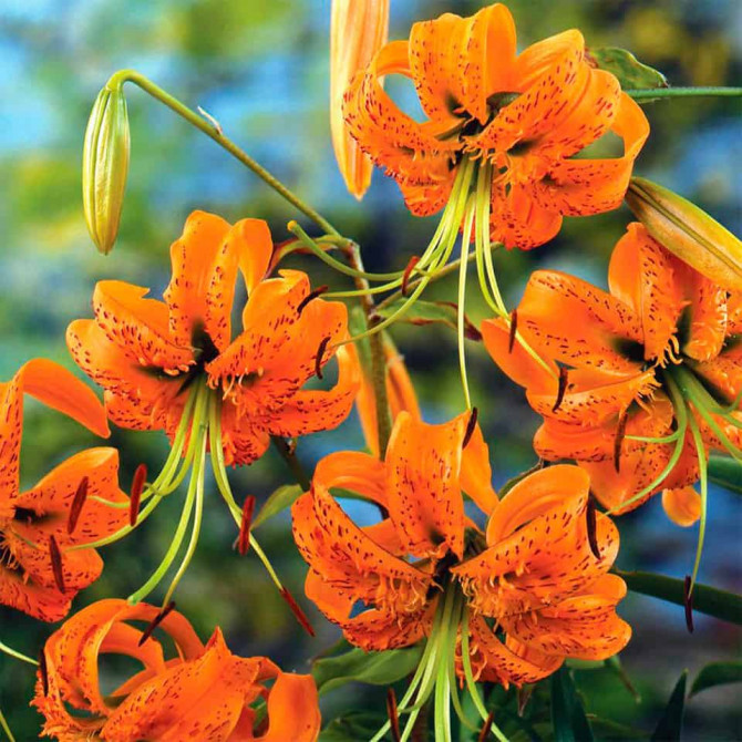 Lilijas Henry 16/18 16gab